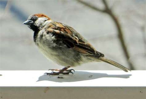 India Together: The Sparrow: Concerns and conservation - 18 April 2013