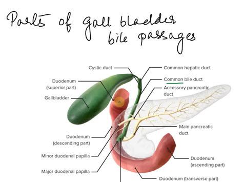 SOLVED: Correctly label the following parts of the gallbladder and bile passages ...