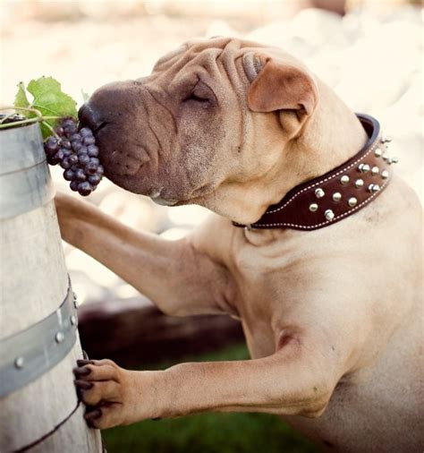 Can Dogs Eat Grapes? Or are the grapes toxic to them?