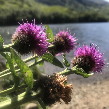 Flower of Scotland | WheatyPete's World