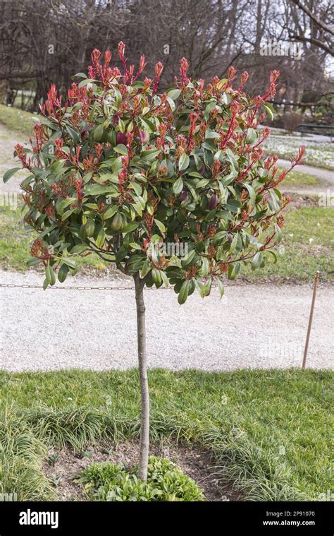 Red Robin plant Stock Photo - Alamy