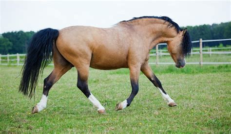 The Welsh Pony & Cob - Helpful Horse Hints