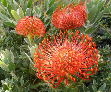 A Dramatic Spring and Summer Bloom of Weird and Wild Flowers Coming to San Francisco Botanical ...