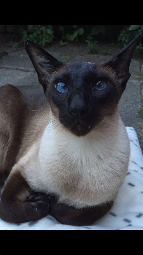 Siamese with the beautiful blue eyes . Beautiful Blue Eyes, Gorgeous ...