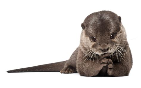 Otter Wallpapers - Wallpaper Cave