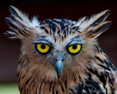 Zul Ya - Birds of Peninsular Malaysia: Buffy Fish Owl