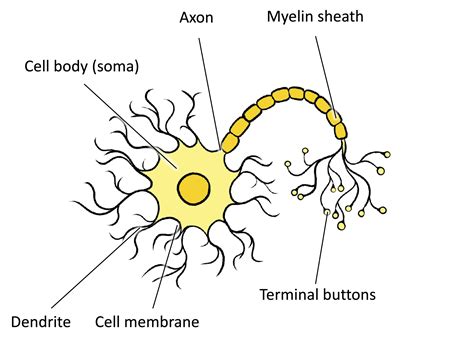 Cells of the Nervous System – Introduction to Psychology & Neuroscience ...