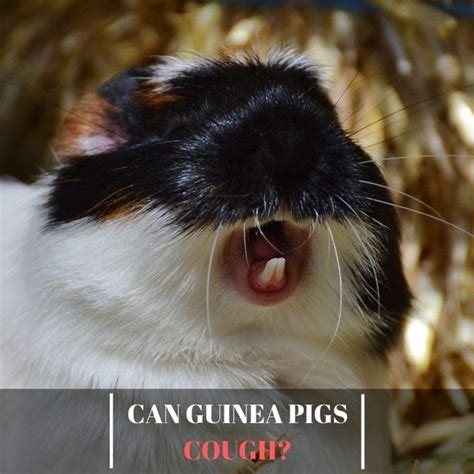 Can Guinea Pigs Cough? | Causes and Prevention - Guinea Pig Tube | Guinea pigs, Guinea, Pig