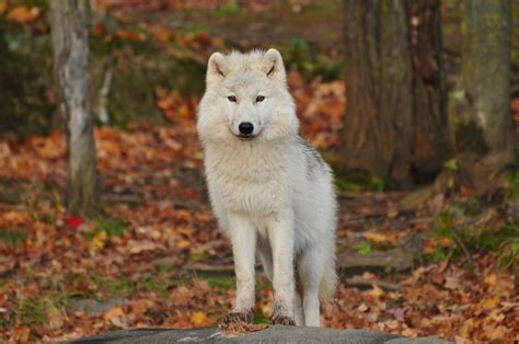 White and Black Wolf · Free Stock Photo