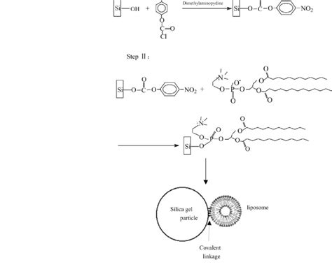 Scheme for covalently immobilizing phosphatidylcholine liposomes on... | Download Scientific Diagram