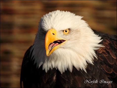 Angry Bald Eagle | Flickr - Photo Sharing!