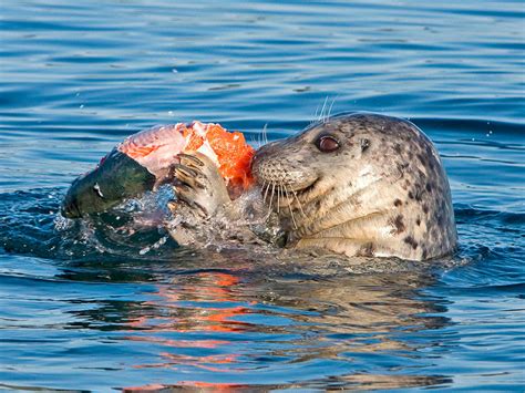 OUTDOORS: Seals and sea lions contributing to orca’s woes | Peninsula Daily News