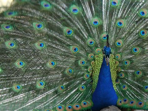 Spend the day with peacocks at the Los Angeles County Arboretum – San ...