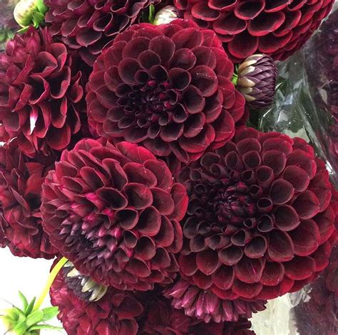 Burgundy Dahlia Flower | Bulk DIY Wedding Flowers | Flower Moxie