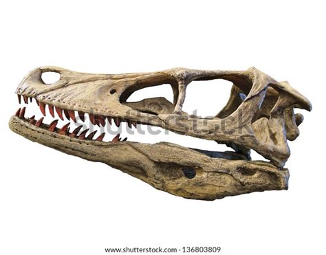 382 Velociraptor Skull Images, Stock Photos & Vectors | Shutterstock