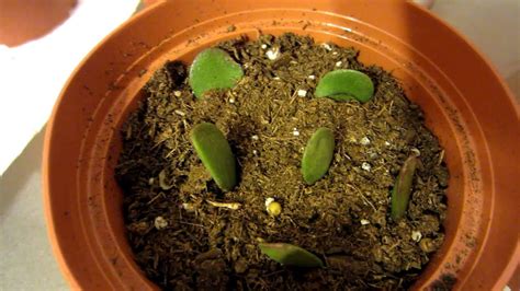 How To Propagate Jade Plant Leaves In Water