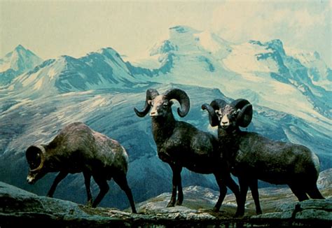 nemfrog - “Big horn sheep inhabit the mountain ranges of...