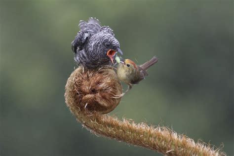 Brood parasite by Eric Chao / 500px | Animals, Brooding, Creatures