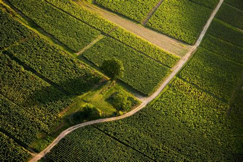 The Mâconnais vineyards | La Voie Bleue