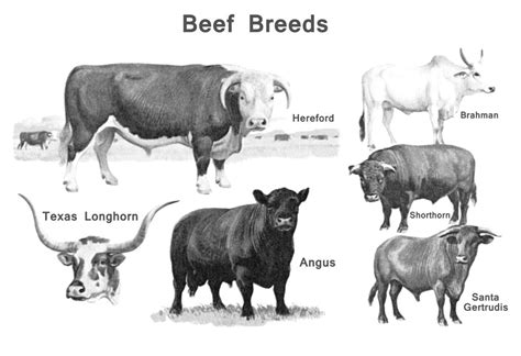 Beef cattle breeds