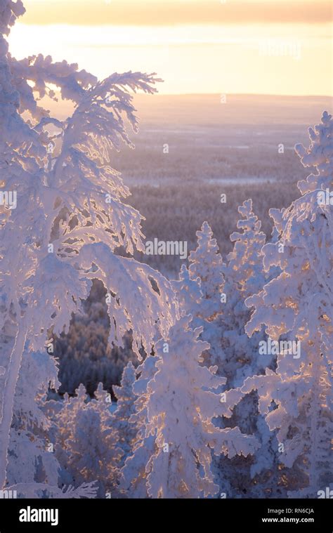 frost and snow covered trees in taiga aka boreal forest at winter in Levi ski resort in Kittilä ...