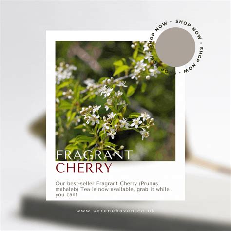 Fragrant Cherry (Prunus mahaleb) Tea – Phyto Prime Tea