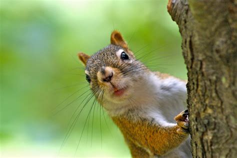 Squirrels Habits, Activity and Movement | A1 Exterminators