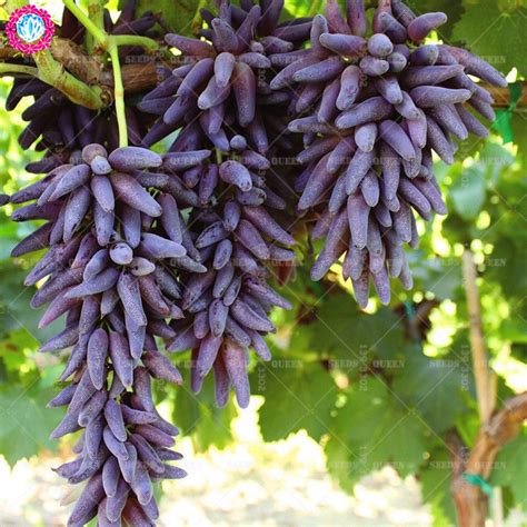 Rare Black/Red Finger Grape Seeds, 30pcs/pack | Fruit garden, Plants ...