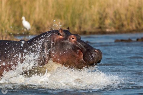 iSimangaliso Wetland Park - St Lucia South Africa