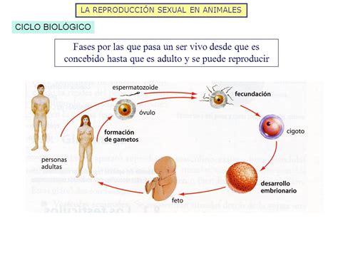 Etapas De La Reproduccion Humana Glosario De Ciencias Ambientech Images ...