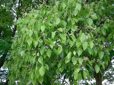 Cinnamomum Camphora Tree 10 Seeds Camphor Laurel Medicinal - Etsy