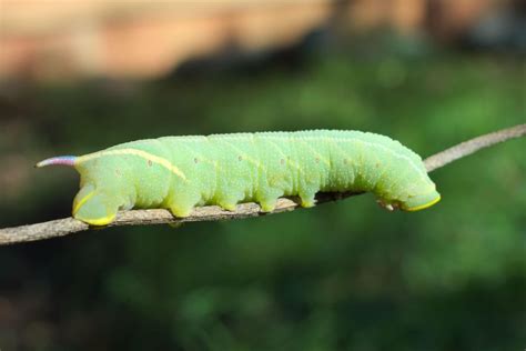 Found a Sphinx Moth Caterpillar in my Garden Yesterday : SeattleWA