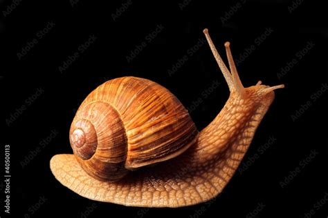 snail lifts its head Stock Photo | Adobe Stock