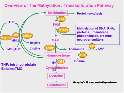 Detoxification & Methylation - The Autism Community in Action (TACA)