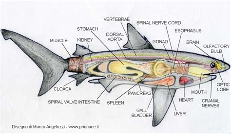 Great White Shark Digestive System