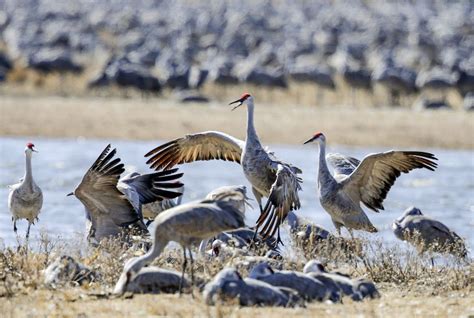 Alabama sandhill crane hunting: Why now? How does it taste? - al.com