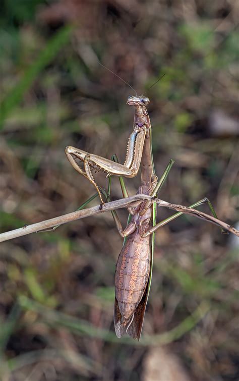 Giant Praying Mantis | Mike Powell