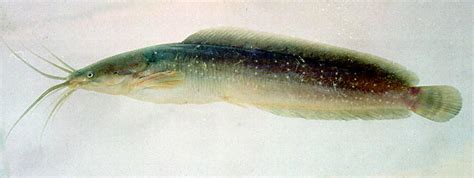 Walking Catfish - Invasion Biology Introduced Species Summary Project - Columbia University