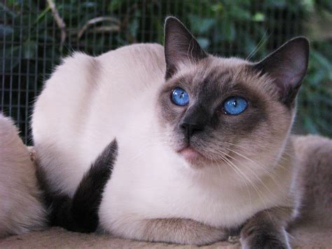 Siamese Cat Personality Temperament – Idalias Salon