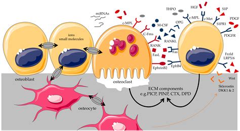 Cells Free Fulltext Osteoblastosteoclast