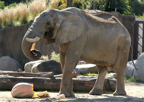 Cleveland Metroparks Zoo mourns passing of elephant, celebrates birth ...