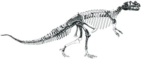 The holotype skeleton of Ceratosaurus nasicornis (USNM 4735: Smithonian... | Download Scientific ...