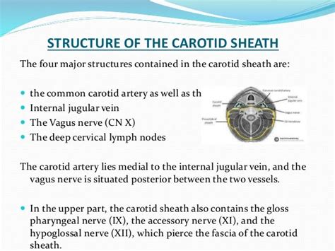 Carotid Sheath