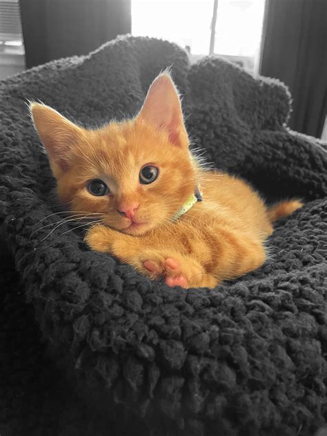 Obi Wan Kenobi, the cutest orange tabby kitten! : r/cats