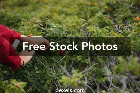 Fruit Picking Photos, Download The BEST Free Fruit Picking Stock Photos ...