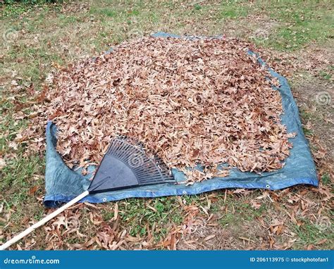 Leaves and Rake on Blue Tarp in Autumn Stock Image - Image of yard, rake: 206113975