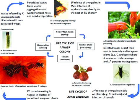 Strepsiptera Life Cycle