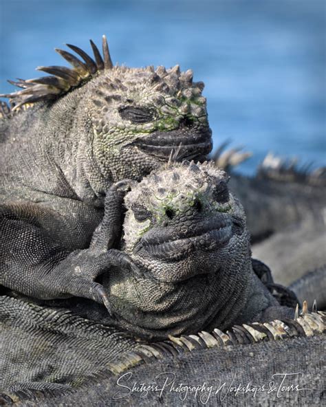 Adorable Marine Iguanas - Shetzers Photography