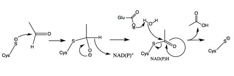 Aldehyde Dehydrogenase – Alcohol Metabolism