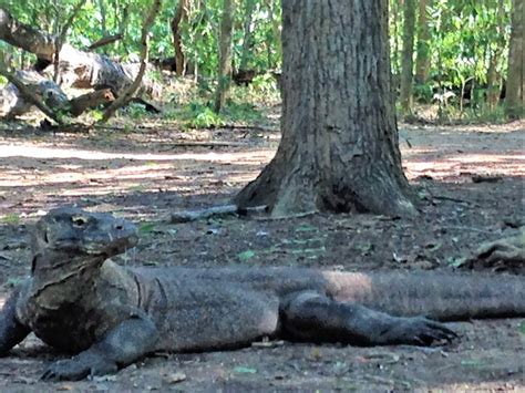 THE WORLD OF KOMODO DRAGONS AT FLORES ISLAND- INDONESIA